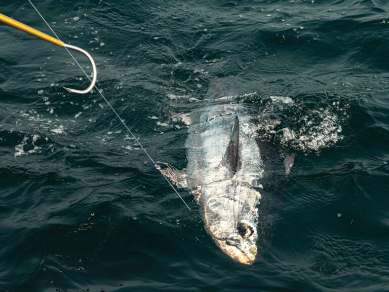 Bluefin tuna being gaffed