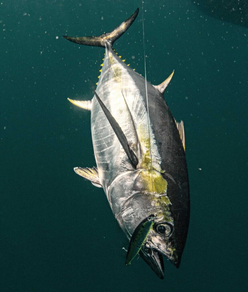 Tuna caught on a lure