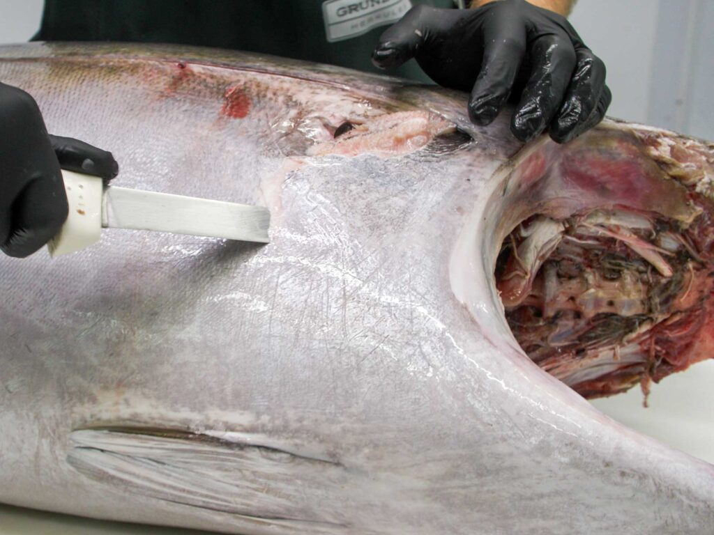 Tuna fillet with head removed