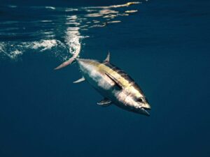 Blackfin tuna diving