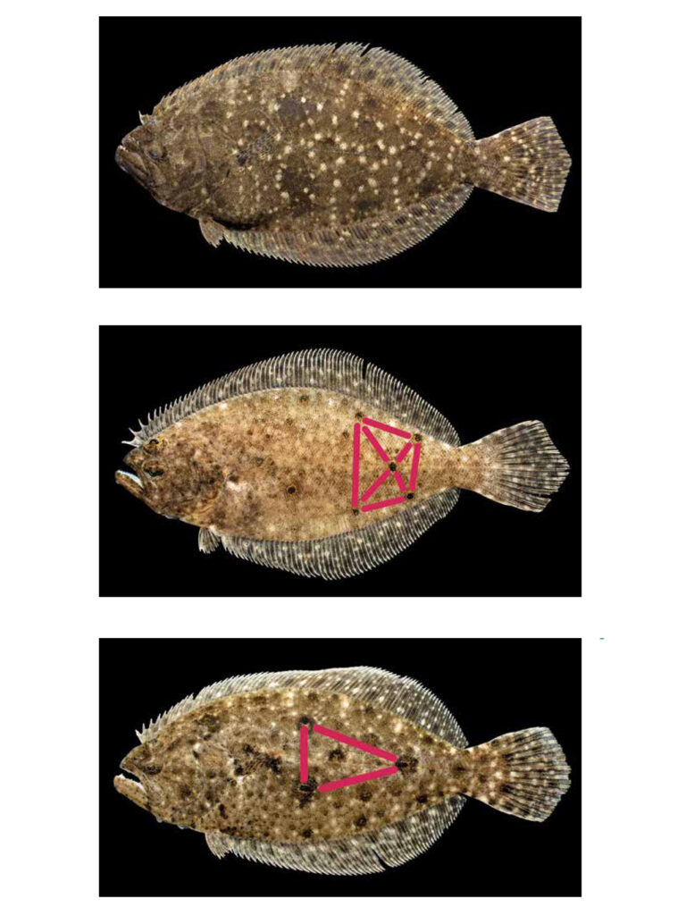 Three North Carolina flounder species