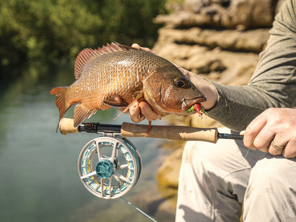 Mangrove jack in Australia