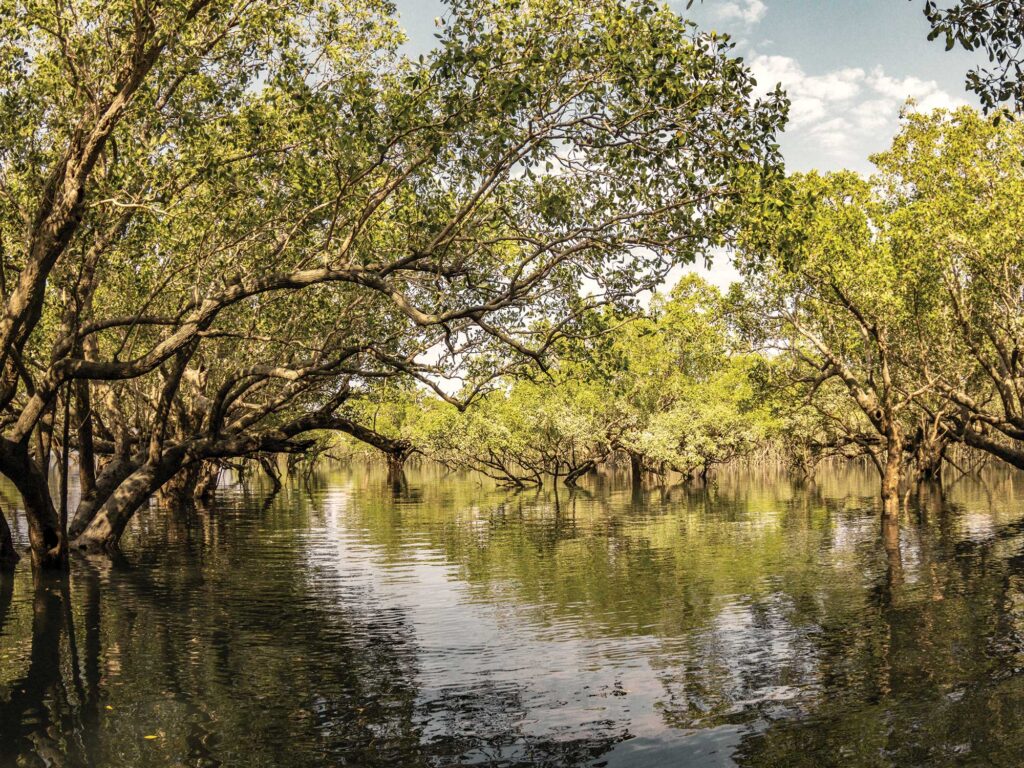 Mangrove trees in Australia