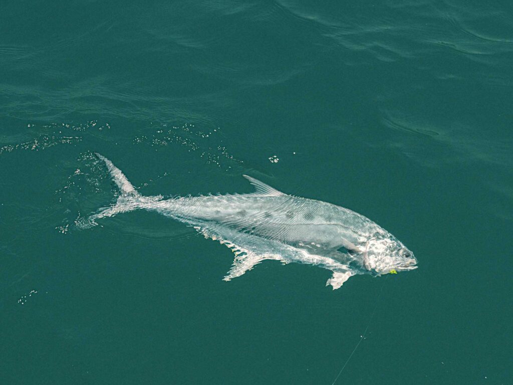 Talang queenfish in Australia