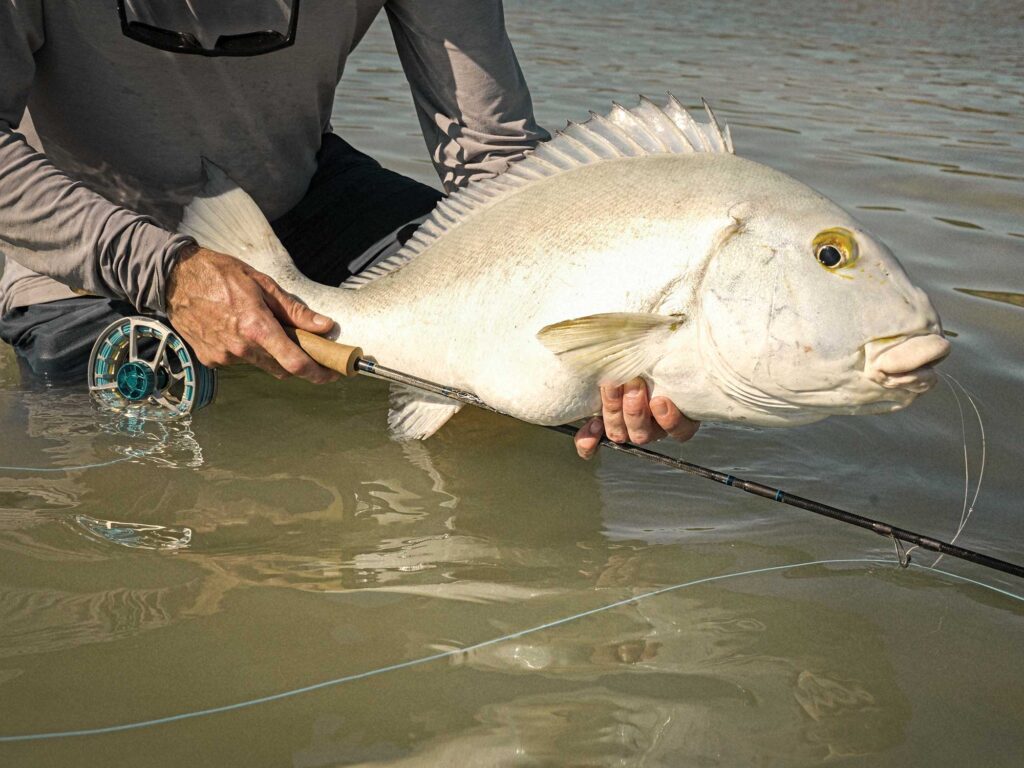 Blue bastard caught in Australia