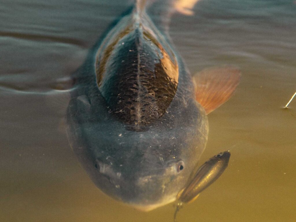 Redfish on a lure