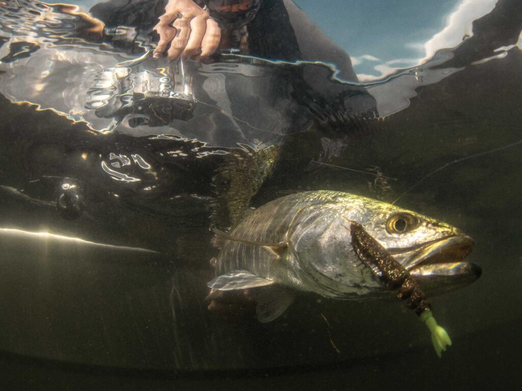 Fish caught on a soft plastic