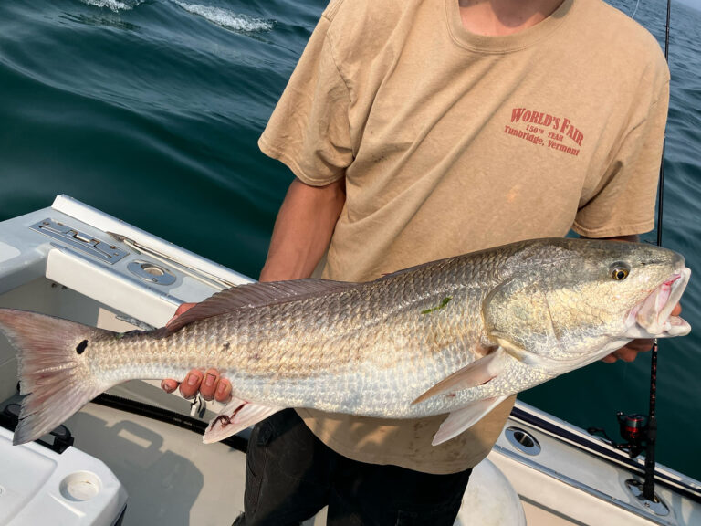 Angler holds a red drum.