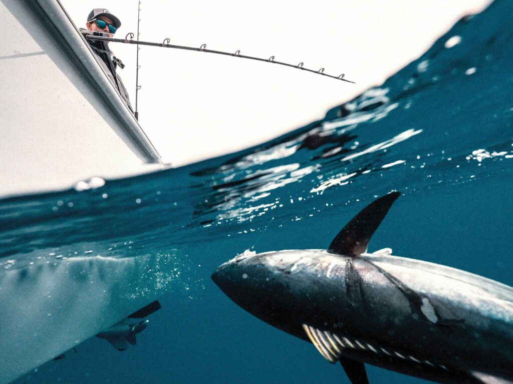 Tuna being caught using rail rod