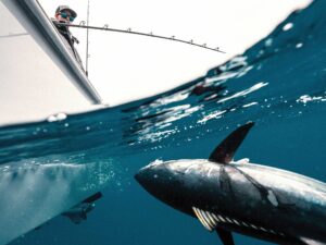 Tuna being caught using rail rod