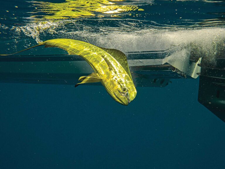 Large mahi next to the boat