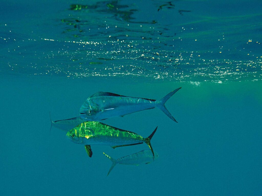 School of mahi in the ocean