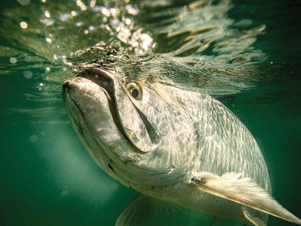 Tarpon for tagging