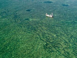 Tarpon in the Florida Keys migrating