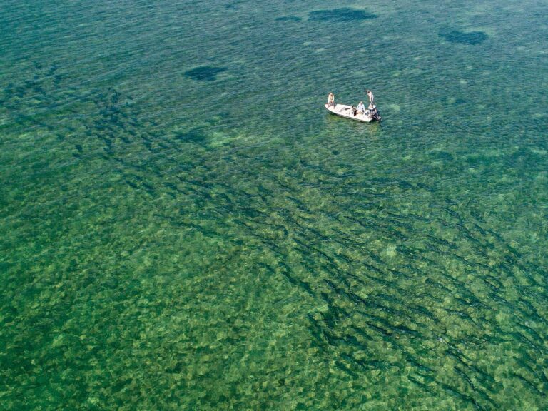 Tarpon in the Florida Keys migrating