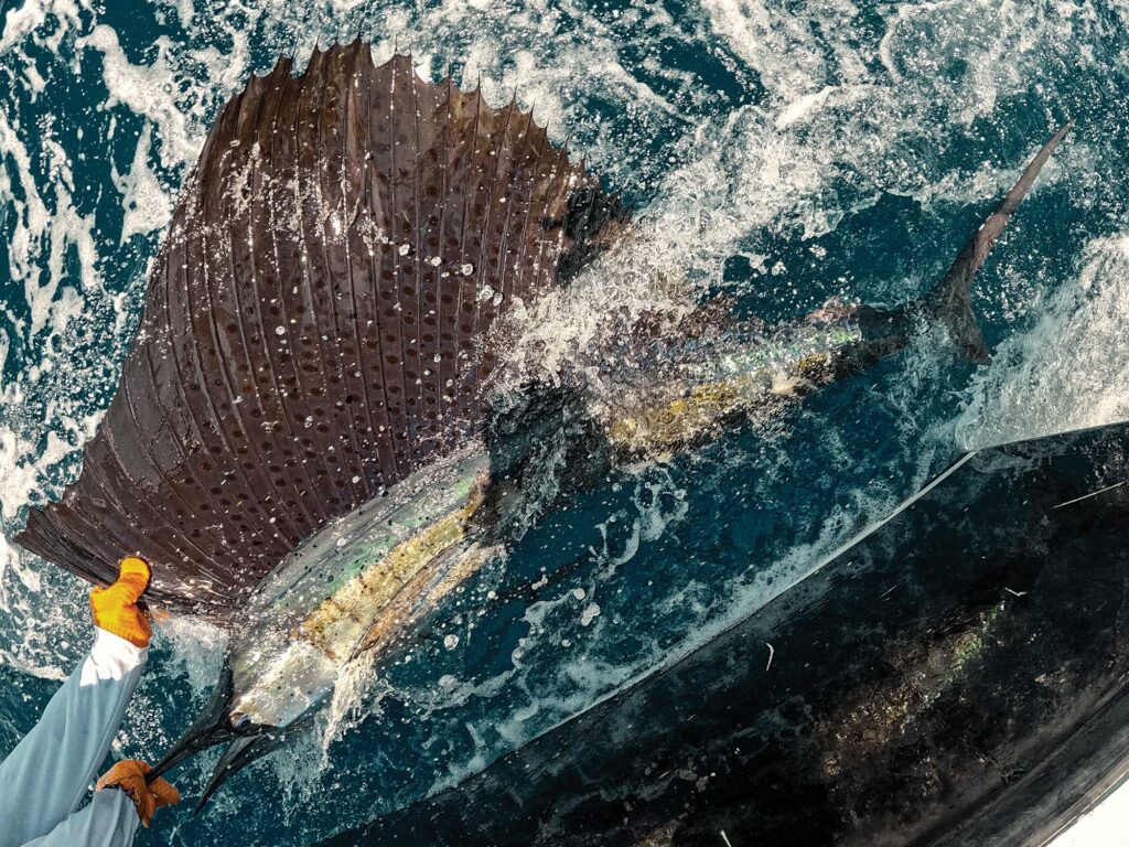 Sailfish caught in Guatemala