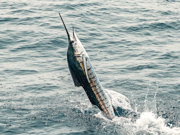 Sailfish leaping out of the water