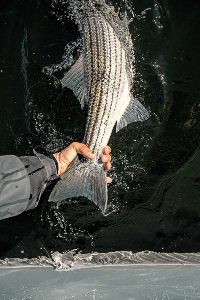 Releasing Striped Bass