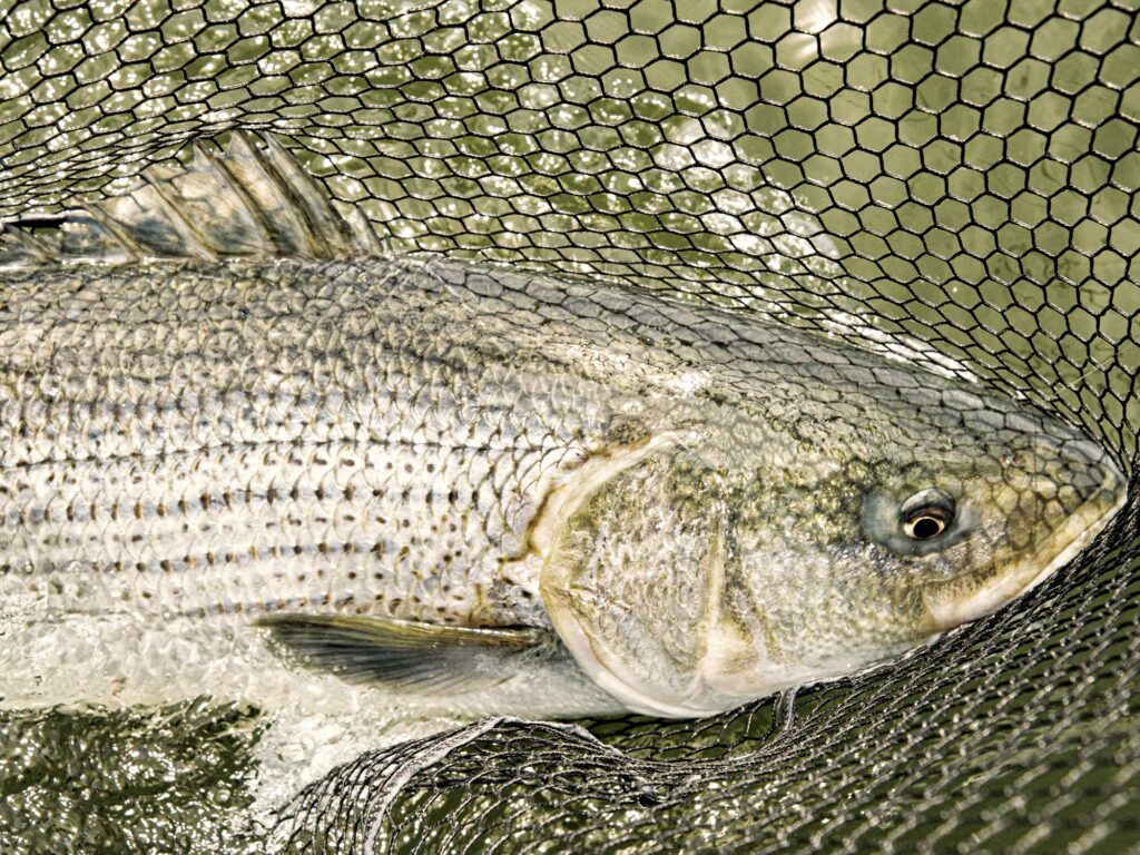 Striped bass in a net