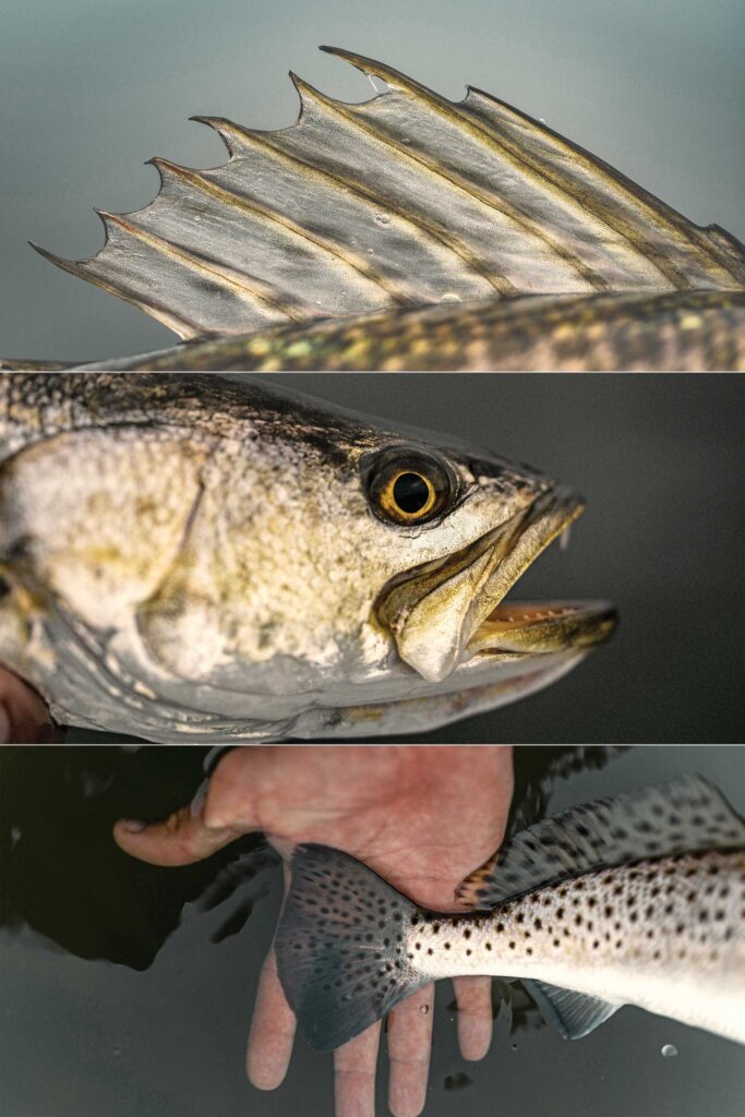 Seatrout caught in the shallows