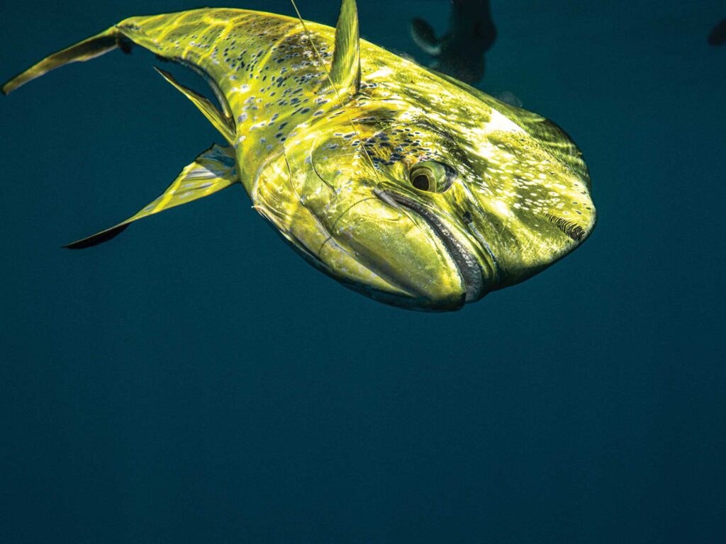 Big mahi on the hook