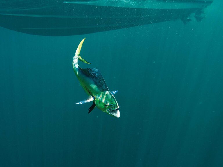 Mahi under the boat