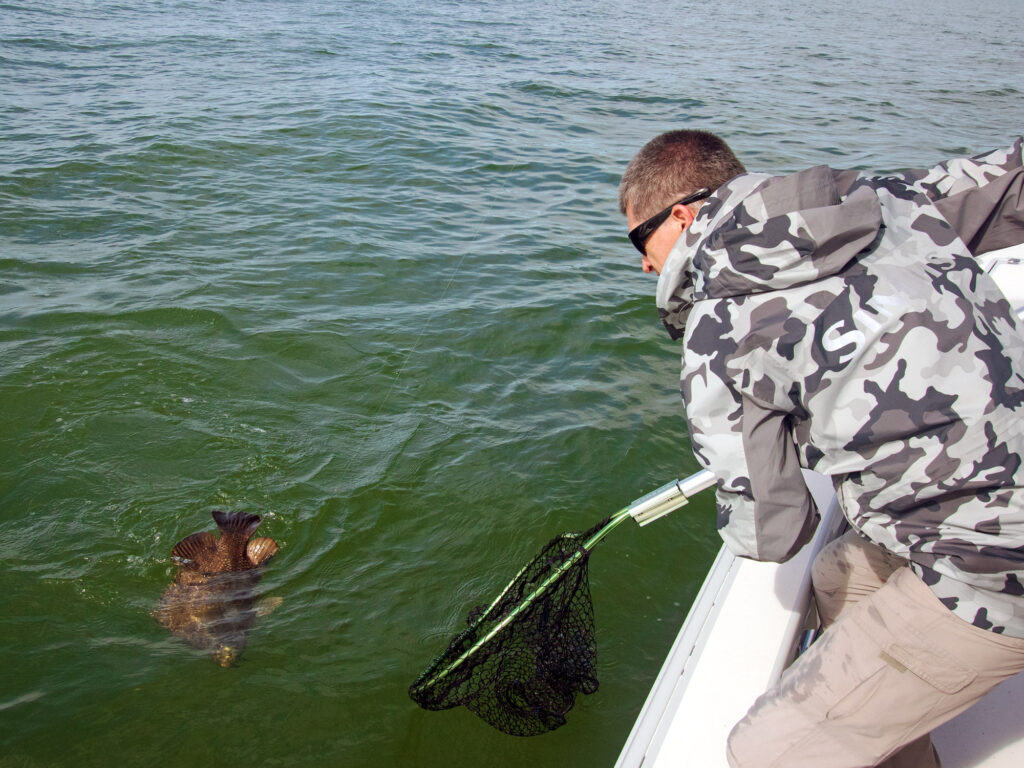 netting a tripletail