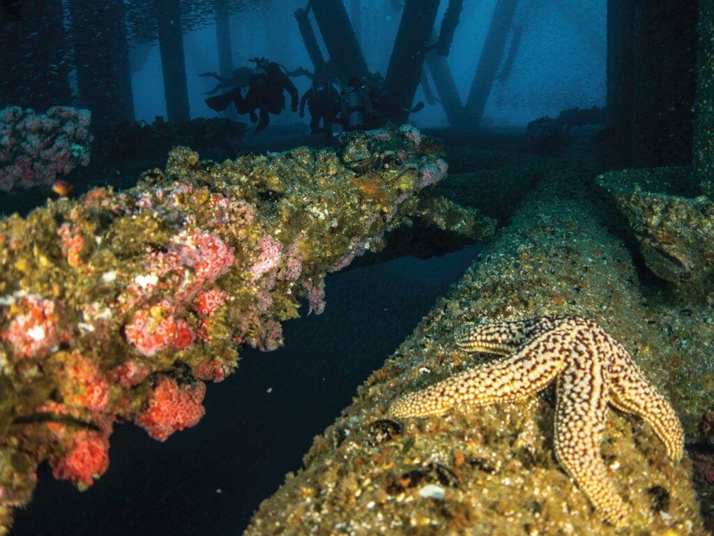 Coral on floating rig