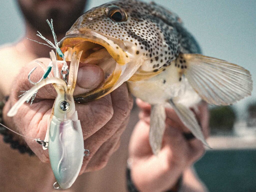 Spotted bass caught on squid lure