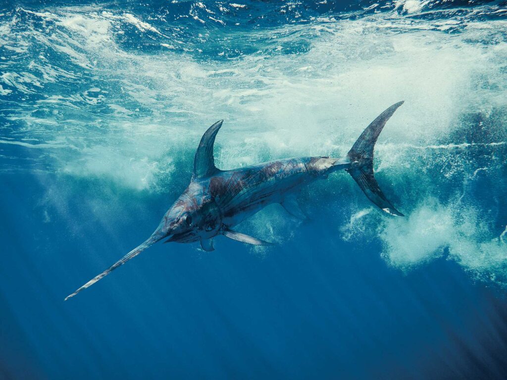 Swordfish near the boat