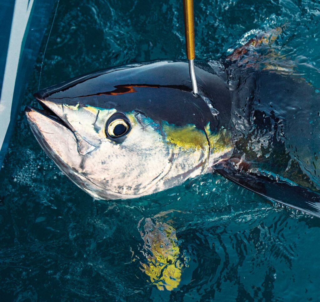 Yellowfin tuna on the gaff