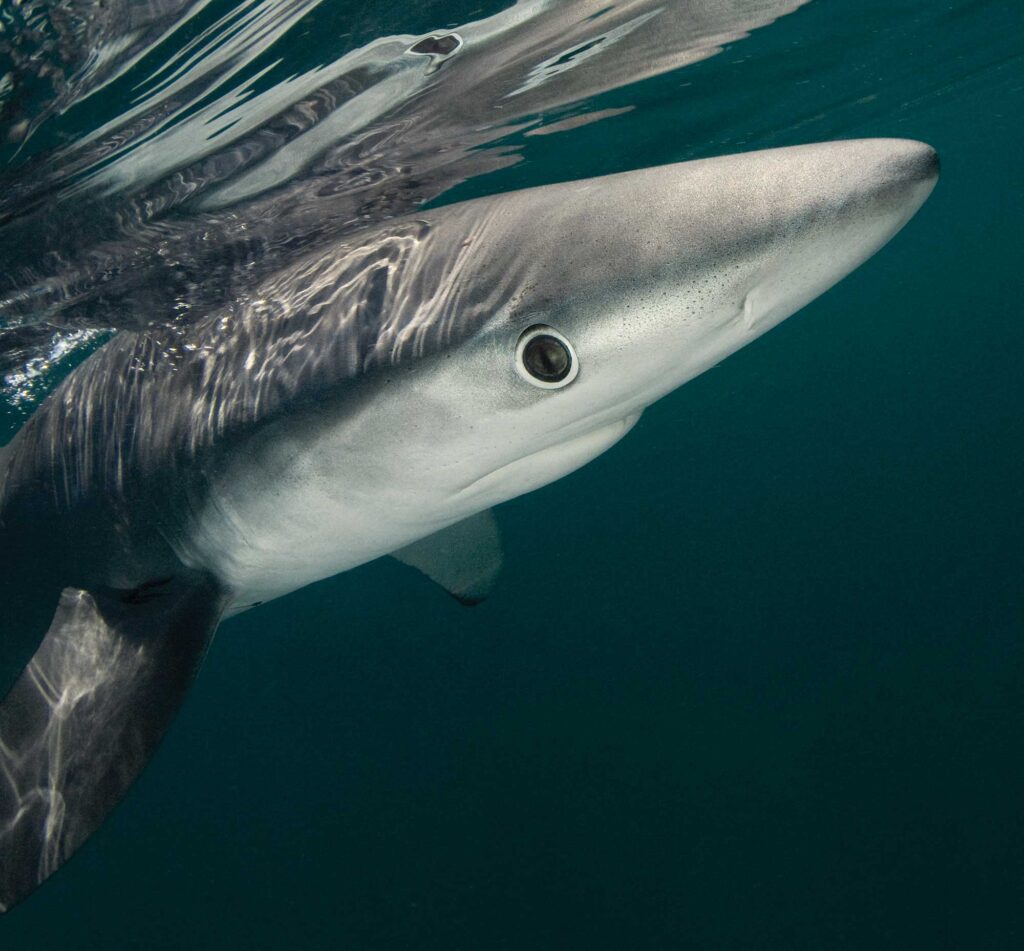 Blue shark off San Diego