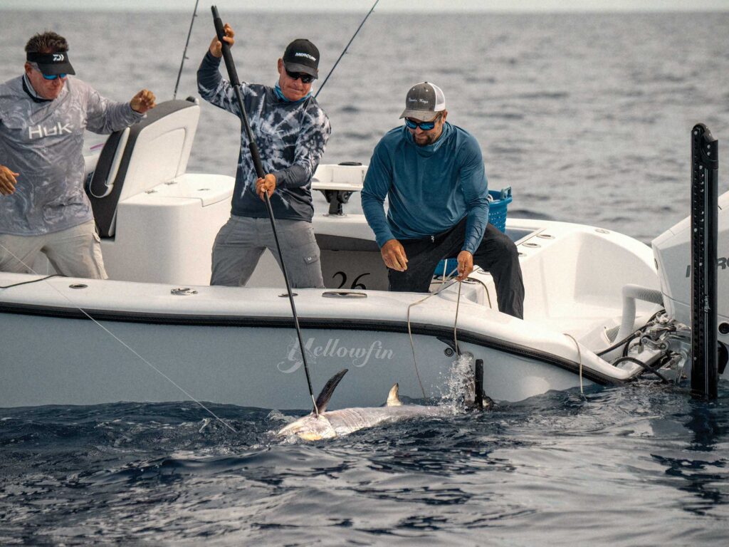 Swordfish being gaffed