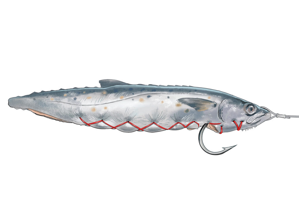 An illustration of a mackerel sewn around a hook to be used as swordfish bait.