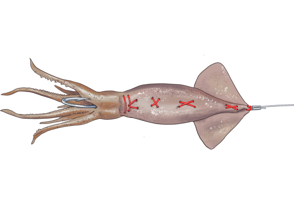 An illustration of a whole squid sewn around a hook as a swordfish bait.