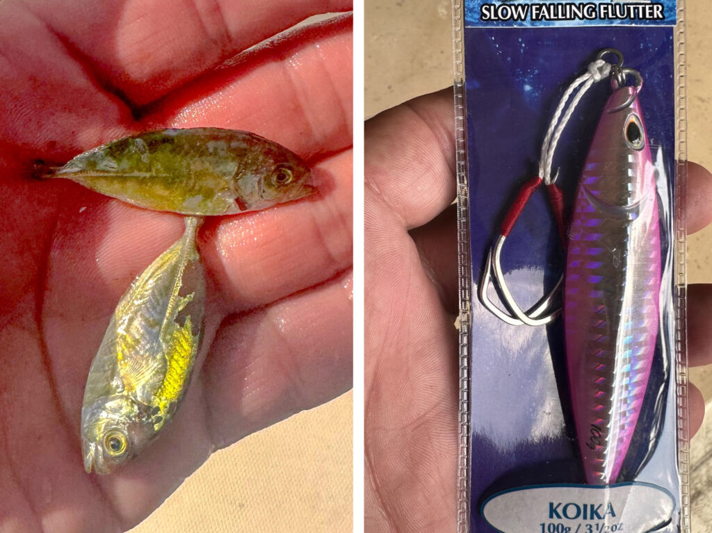 Baitfish shown next to a jigging spoon show the similarities of the forage and the lure.