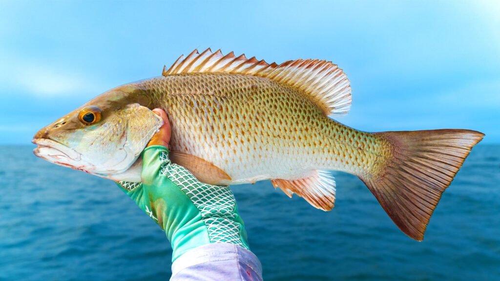 Mangrove snapper on the boat