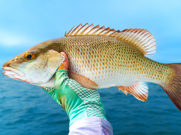 Mangrove snapper on the boat