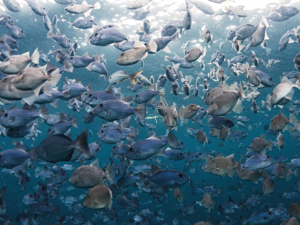 Fish under pallet in the ocean