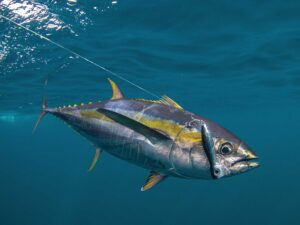 Yellowfin tuna in the Gulf of Chiriqui