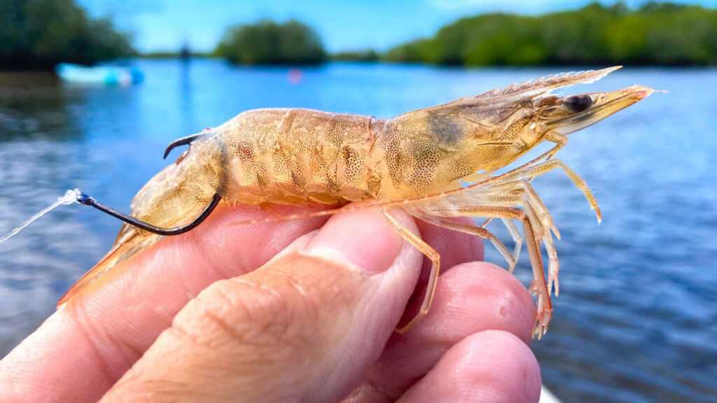 Live shrimp on a hook