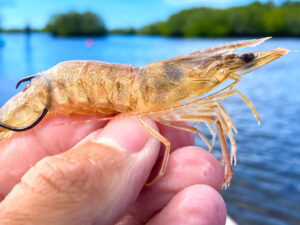 Live shrimp on a hook