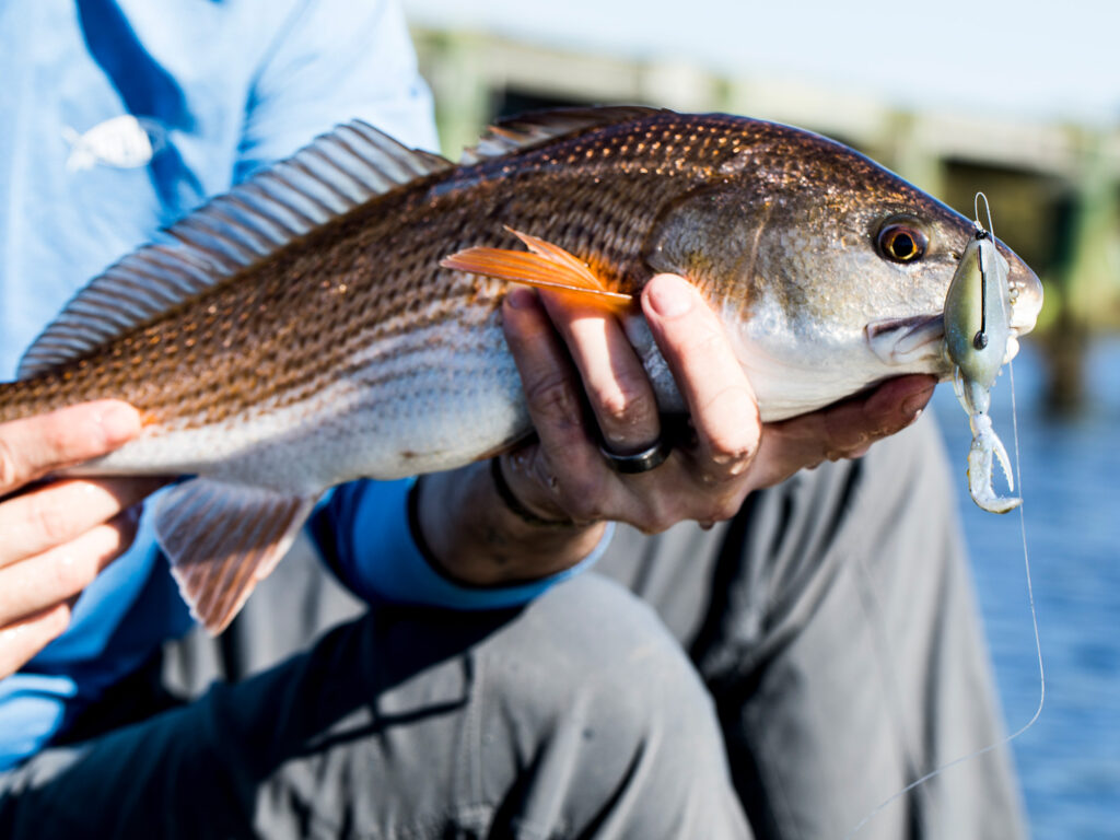 redfish caught on crab lure