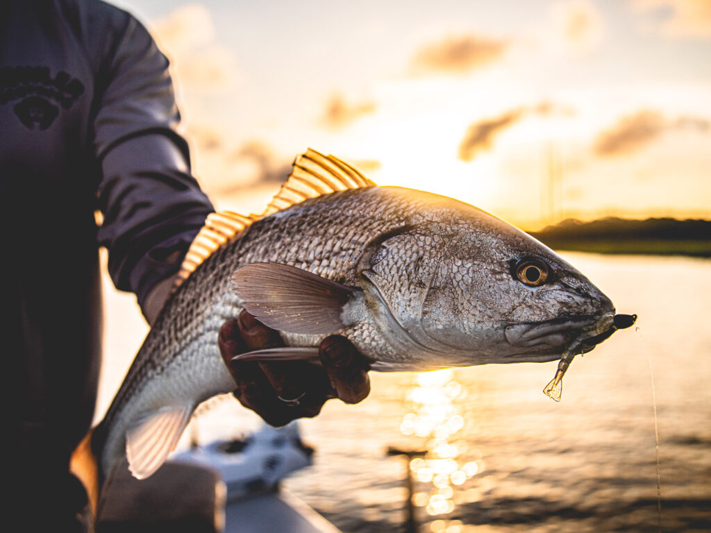 south carolina redfish