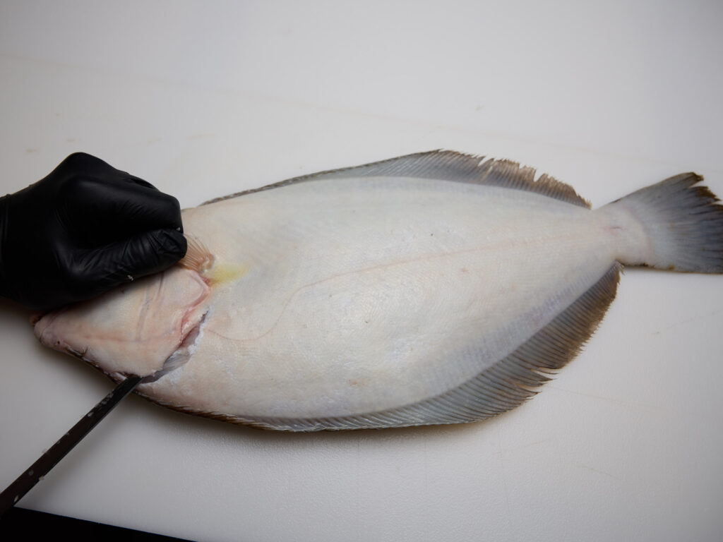 Fillet flounder from the white side first.