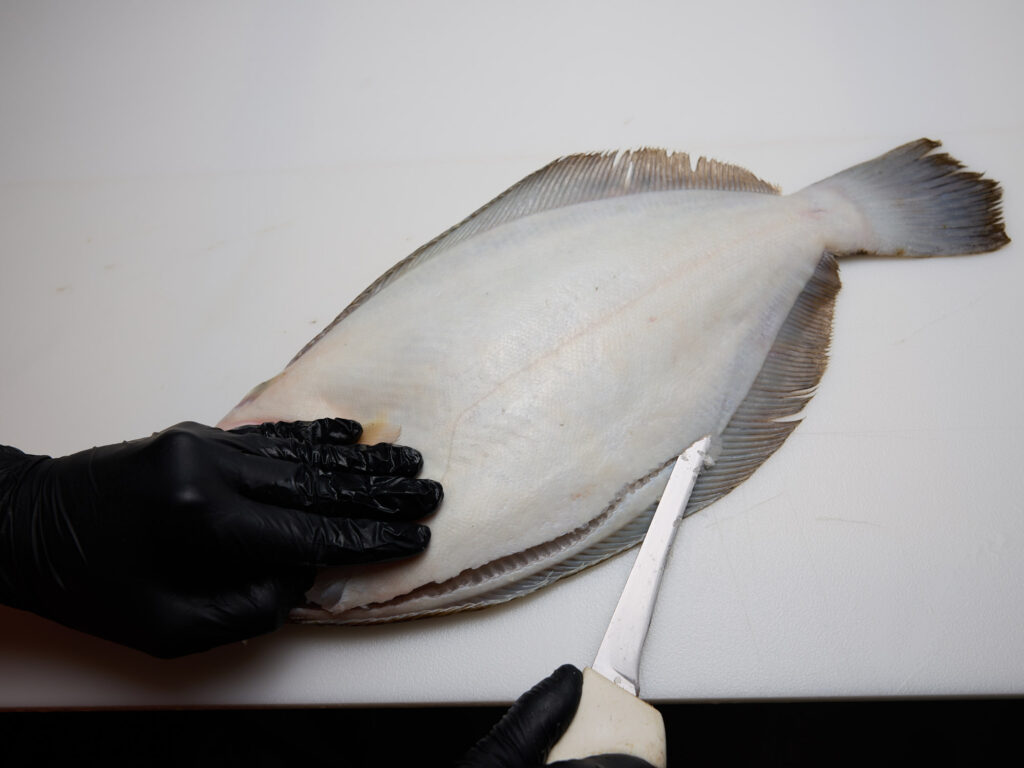 Fillet flounder along the dorsal fin from head to tail.