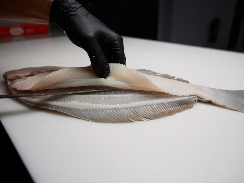 Flounder filleted to the spine.