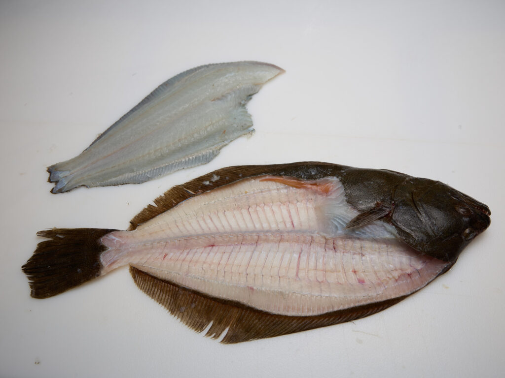 Flounder fillet next to filleted flounder.