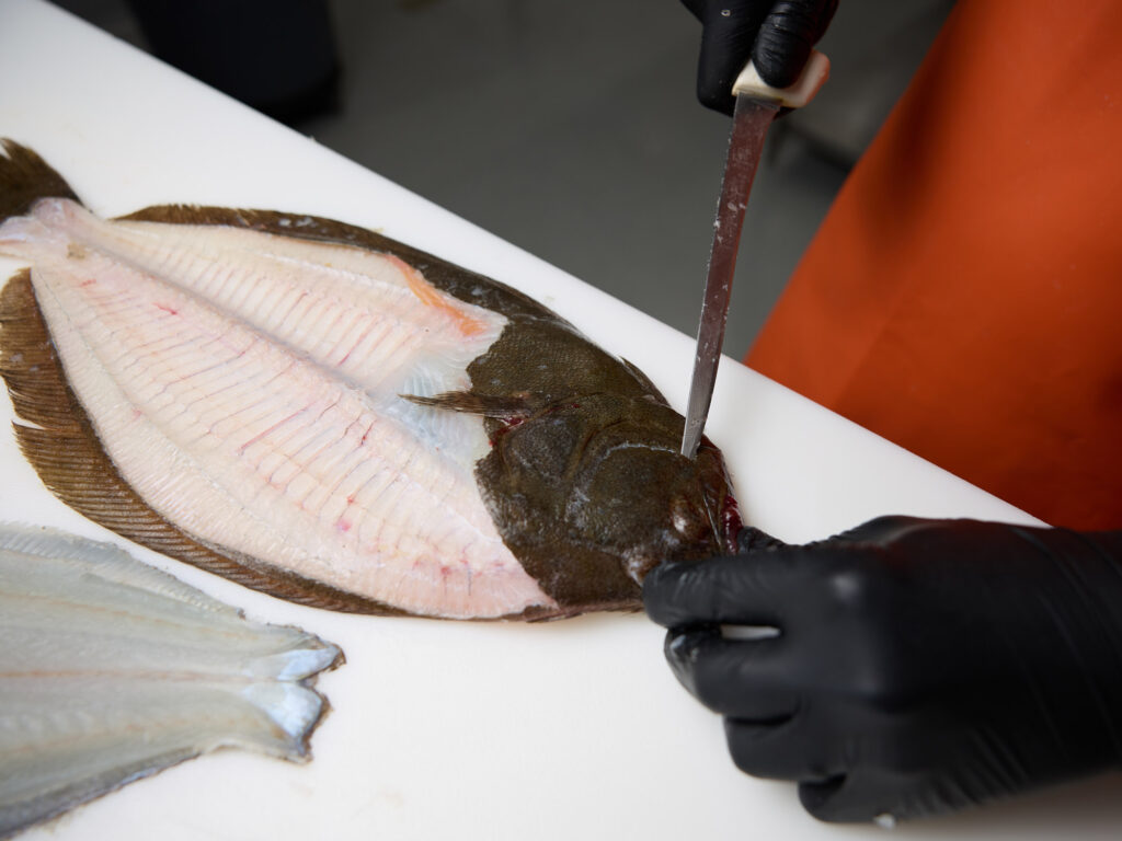 Removing a flounder cheek.