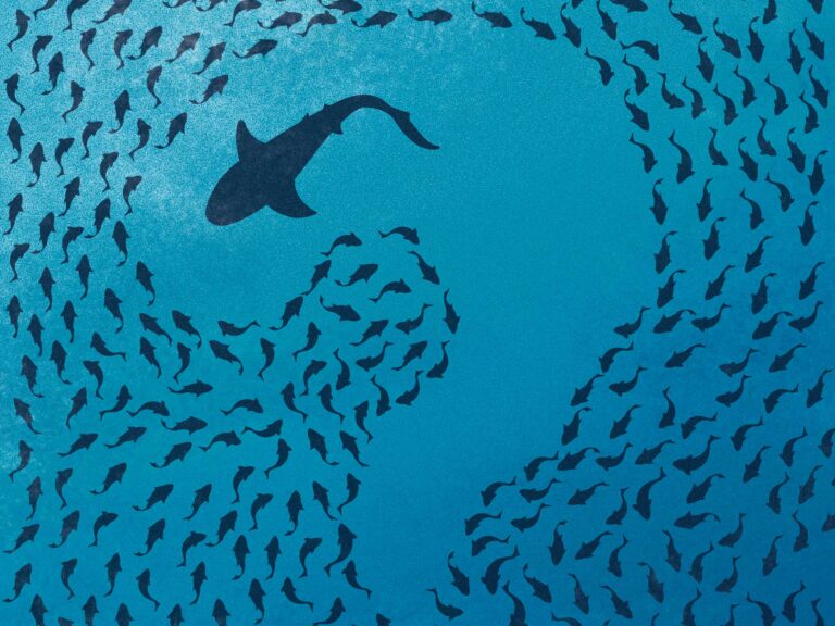 Shark swimming in a school of fish